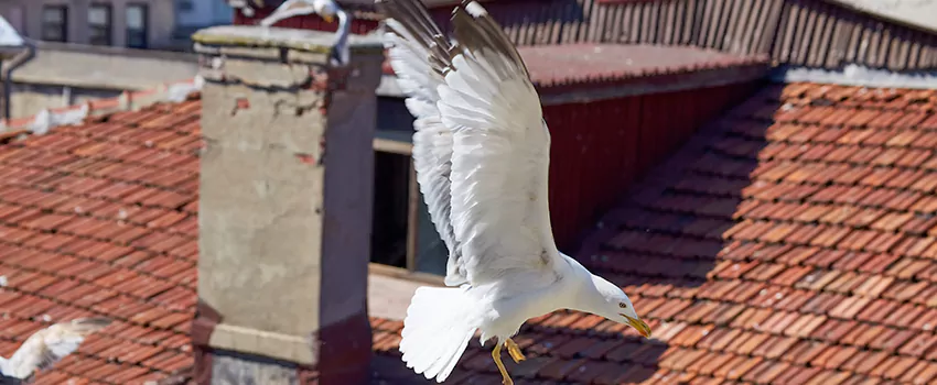 Residential Chimney Animal Removal Solution in Riverside, OH